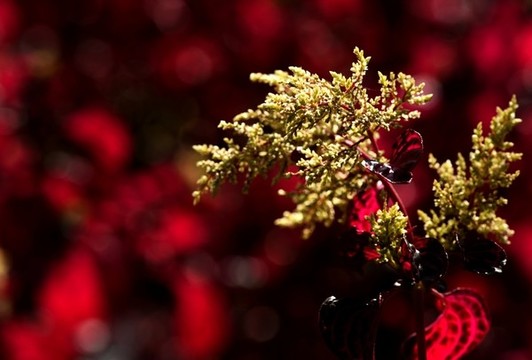 姹紫嫣紅