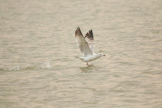 海鷗覓食