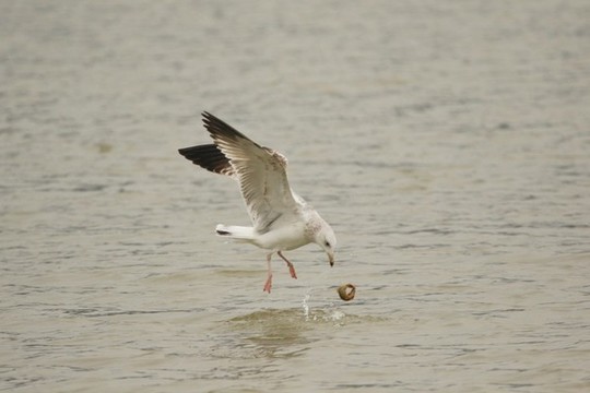海鷗覓食