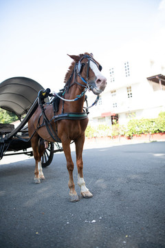 馬車