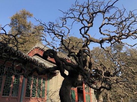 頤和園奇樹(shù)