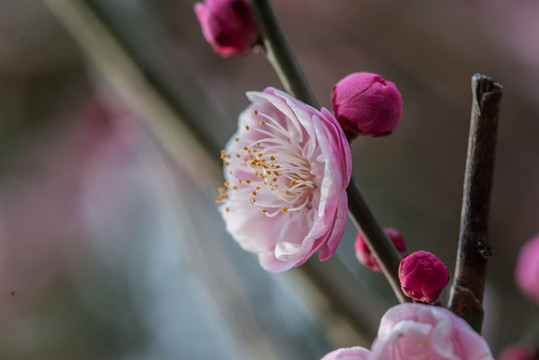 盛開的梅花