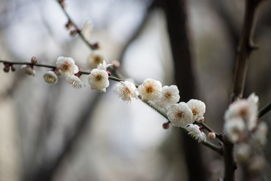 梅花盛開(kāi)