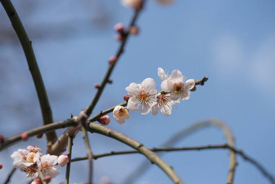 梅花盛開(kāi)