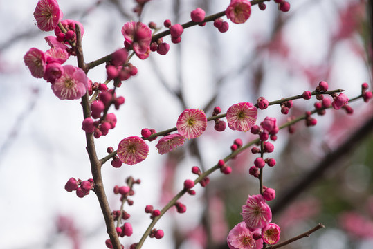 梅花盛開