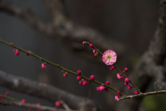 梅花迎春