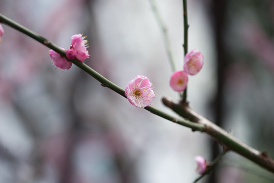 盛開的梅花