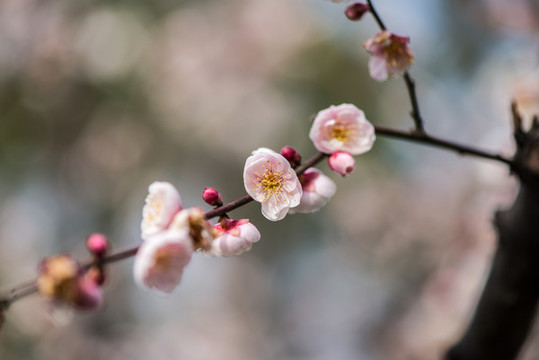 盛開的梅花