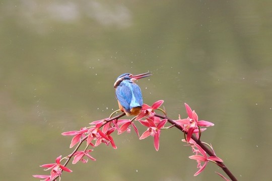 翠鳥