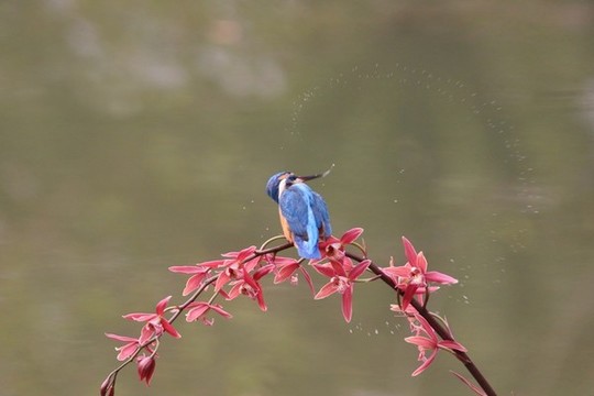 翠鳥(niǎo)