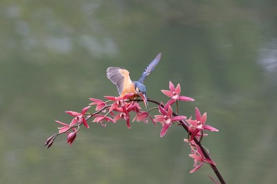 翠鳥