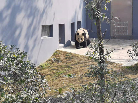 動物園里的冰墩墩
