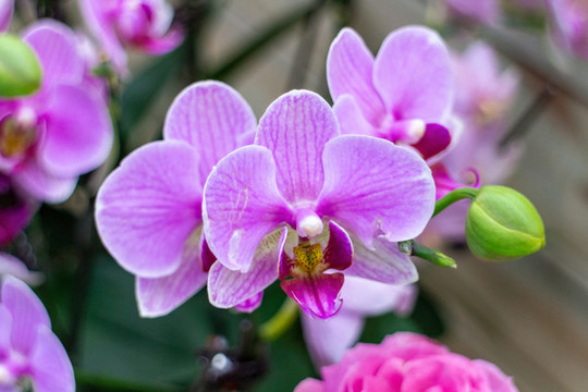 蘭花