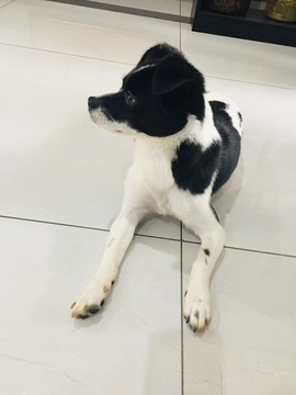 寵物狗