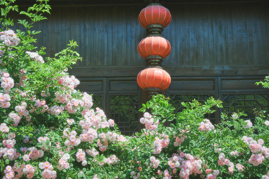 野薔薇