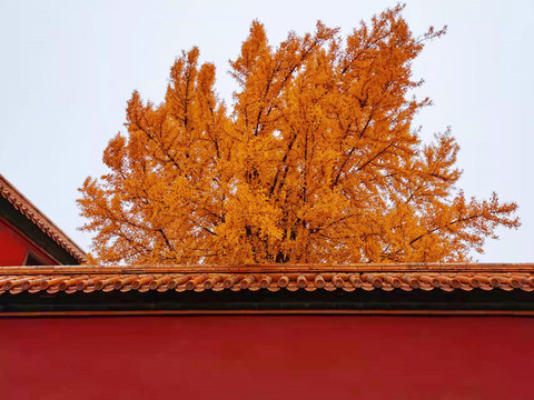 故宮楓葉景