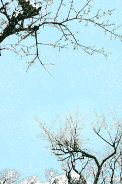 雪梅