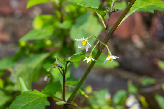 野菜白花菜
