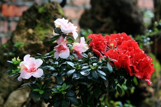 杜鵑花
