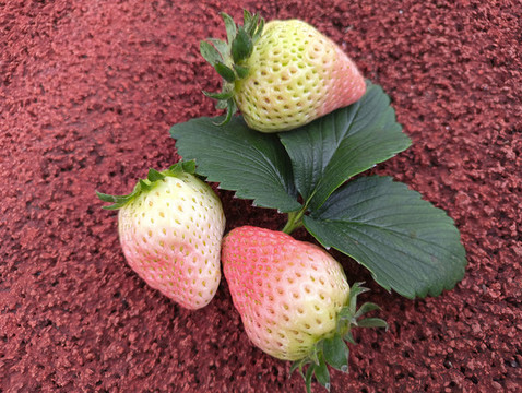 采摘白鮮草莓