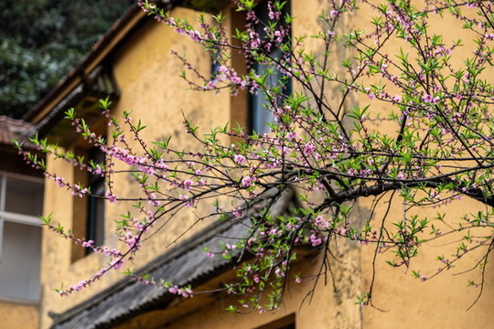 安吉石佛寺