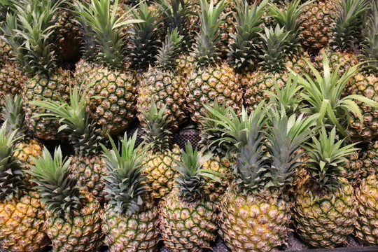 菠蘿