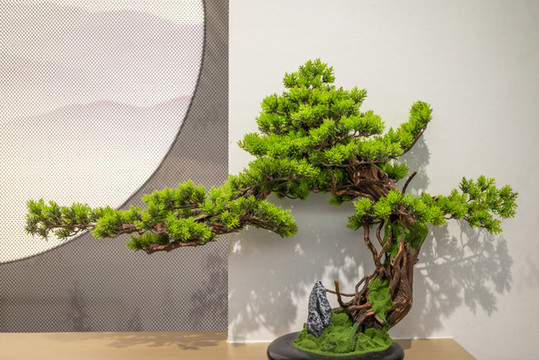 羅漢松盆景
