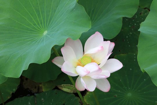 荷花