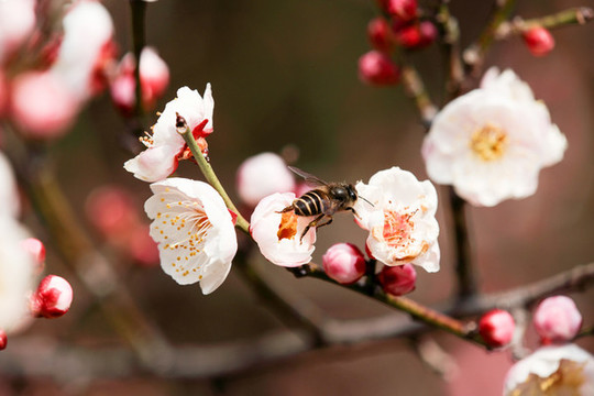 蜜蜂