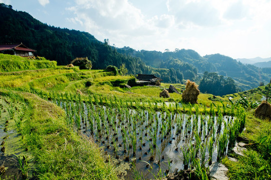 梯田景觀