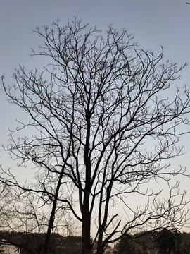冬天的枯樹枝