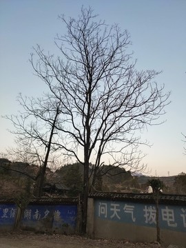 樹枝