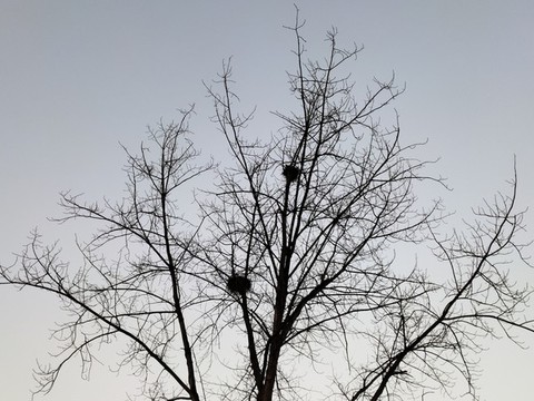 冬天的枯樹(shù)枝