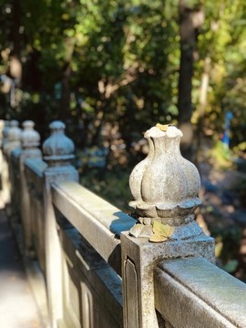圭峰山楓葉