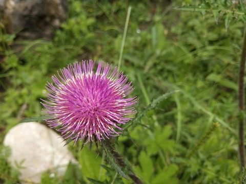 薊