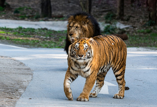 野生動(dòng)物園里的老虎獅子