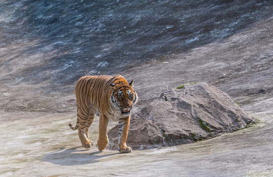 野生動物園里的老虎獅子