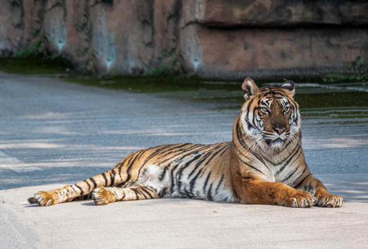 野生動物園里的老虎獅子