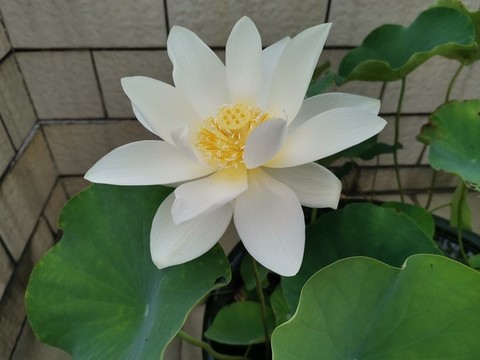 蓮花盛開