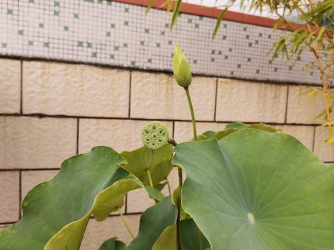 蓮花苞與蓮蓬與蓮葉