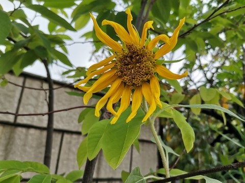 向日葵花后期
