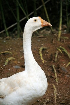 大白鵝
