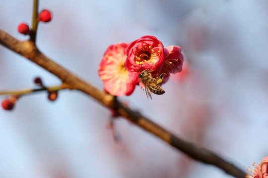 蜜蜂
