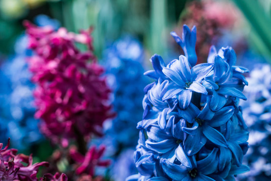 紫色風信子花叢鮮花盛開