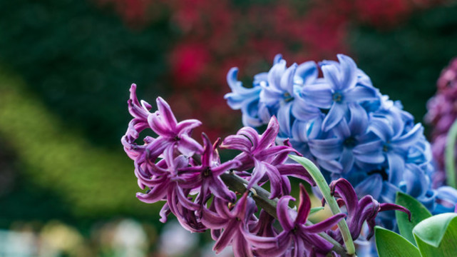 花叢中風信子紫色鮮花盛開