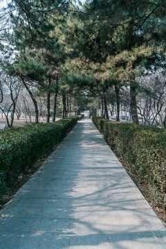 公園石頭小路