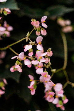 粉色櫻花花朵盛開
