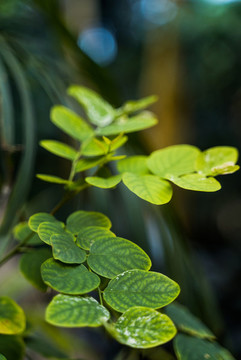 綠植嫩芽特寫