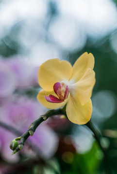 黃色蝴蝶蘭花朵盛開(kāi)