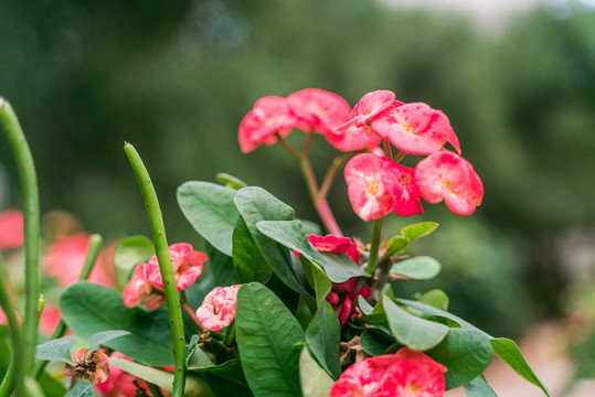 熱帶綠植仙人掌花攝影特寫